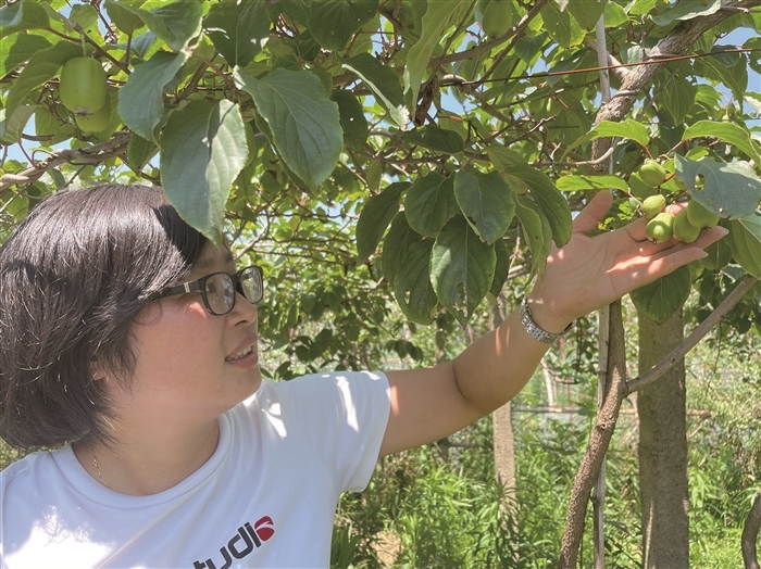 软枣猕猴桃试种成功 预计今年9月成熟